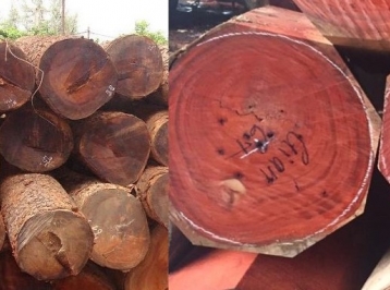 Gỗ tự nhiên gõ đỏ là gì? Kinh nghiệm chọn và ứng dụng gỗ gõ đỏ trong nội thất văn phòng & gia đình